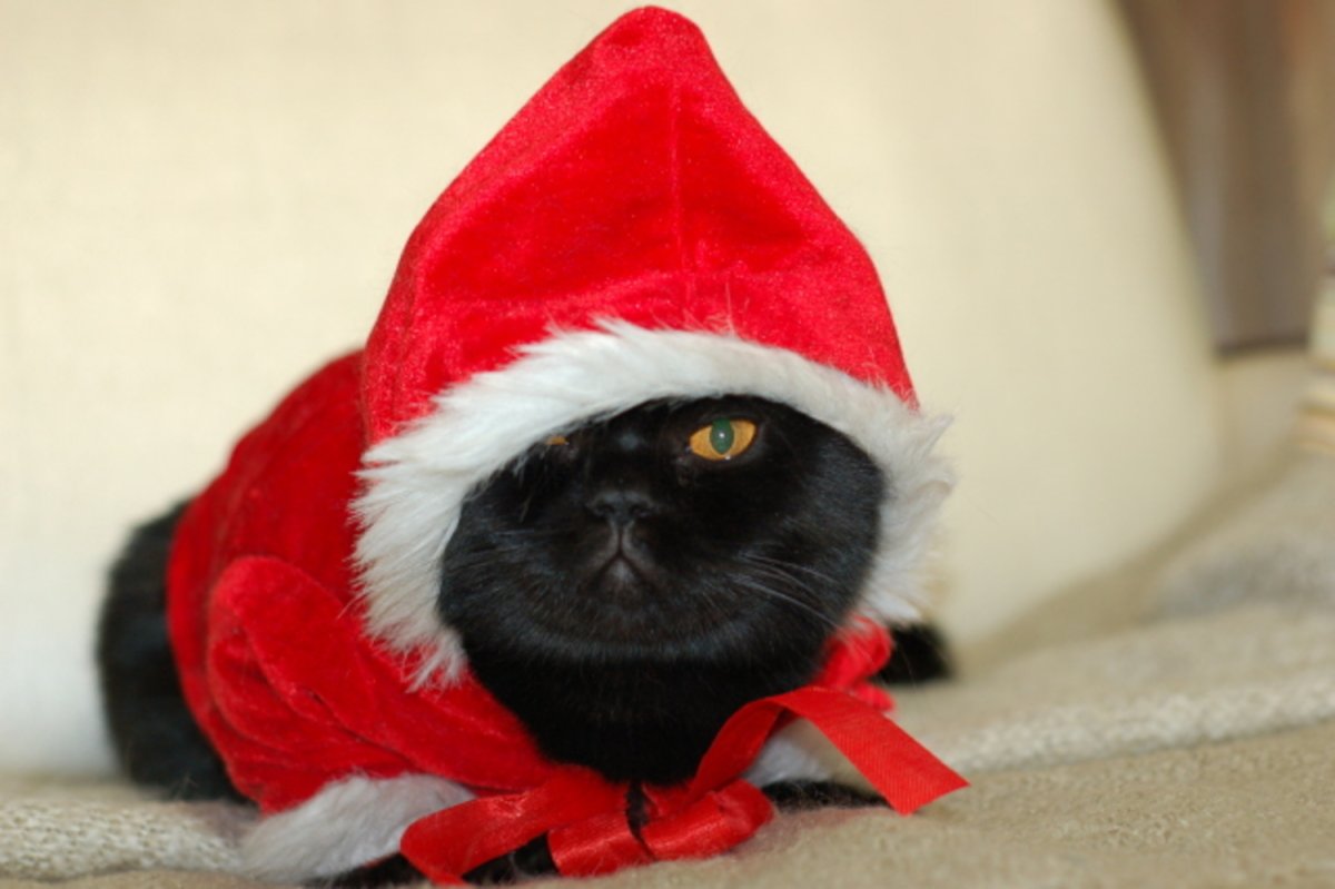 Злой новогодний кот