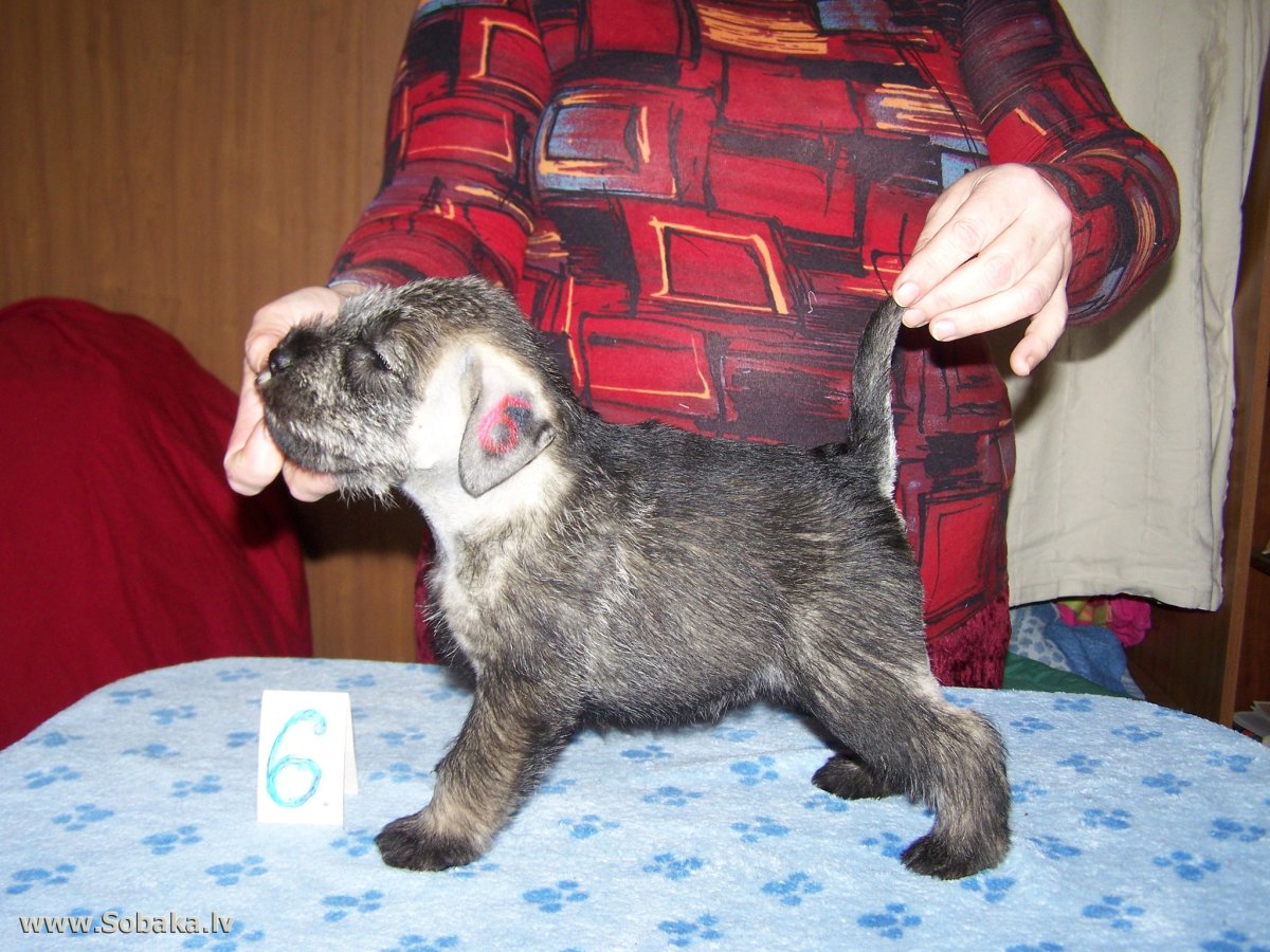 Неттл Грейт Равенна