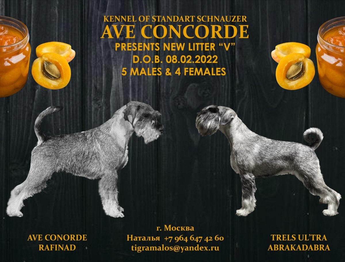 Питомник Альтезза Массима