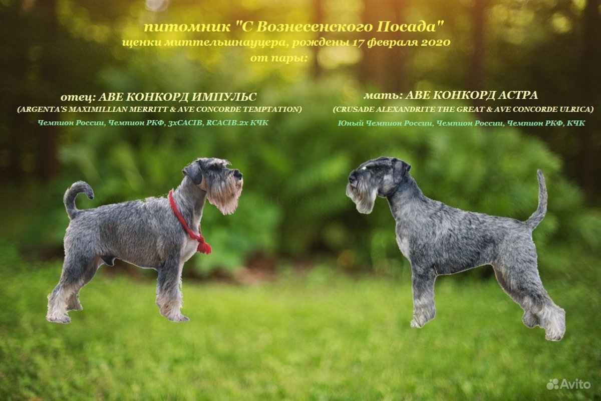 Миттельшнауцеры отличные собаки