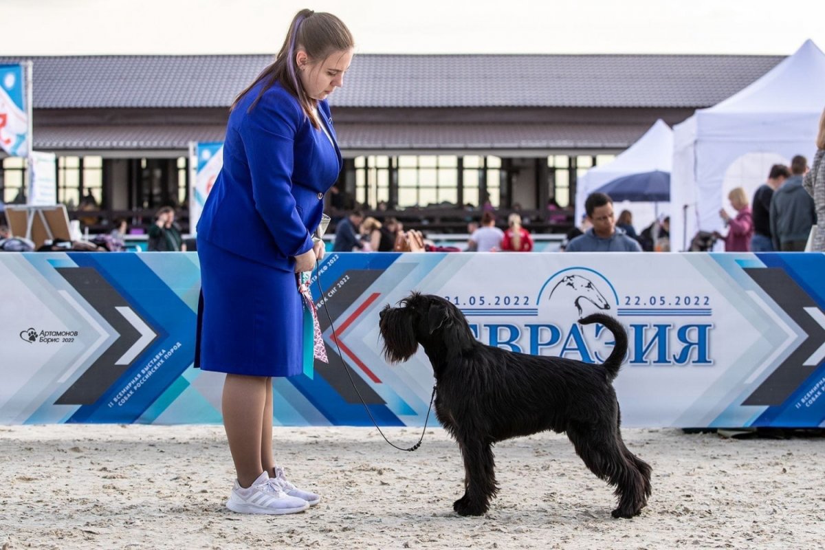 Мандезунский Штубер шнауцер