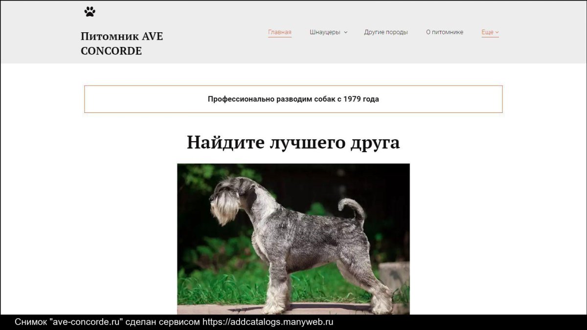 Шнауцер с Педигри