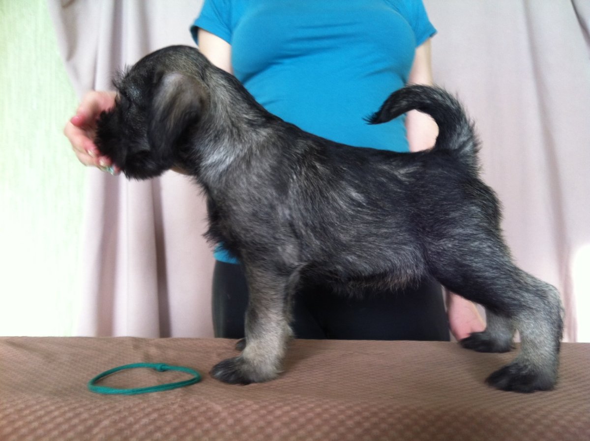 Монопородная выставка цвергшнауцеров