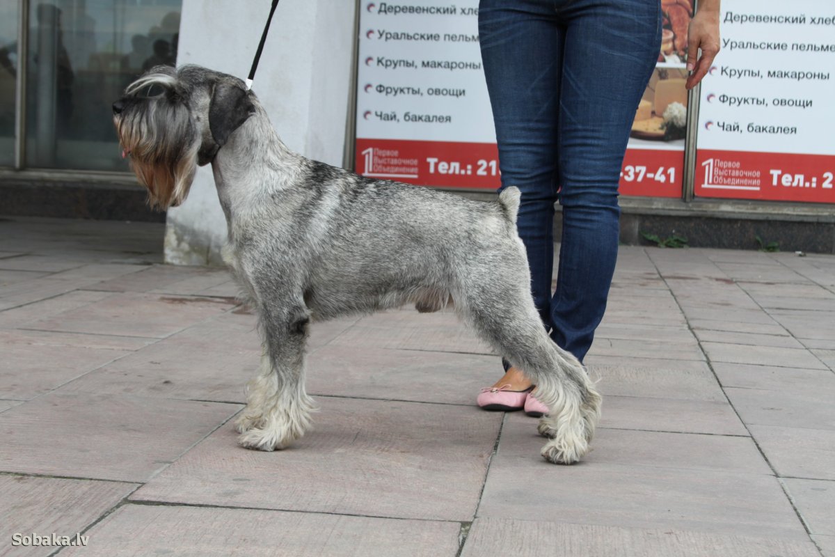 Шнауцер Миттельшнауцер