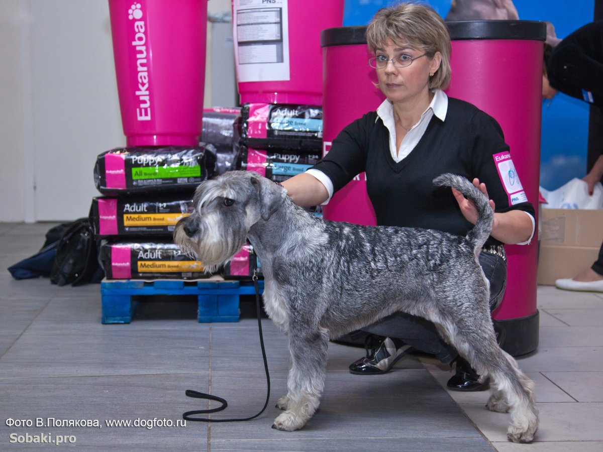 Фото с собачьей выставки шнауцер