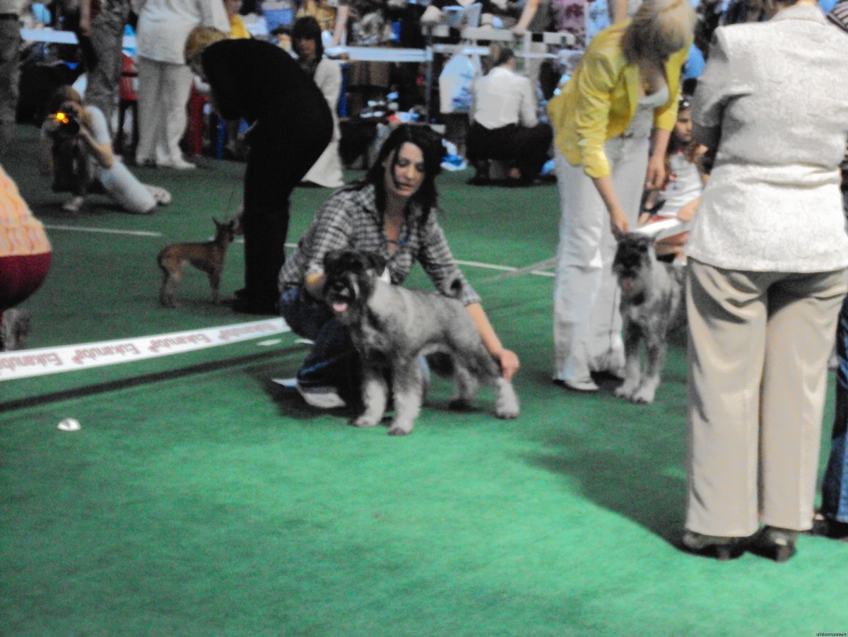 Грозный Миттельшнауцер