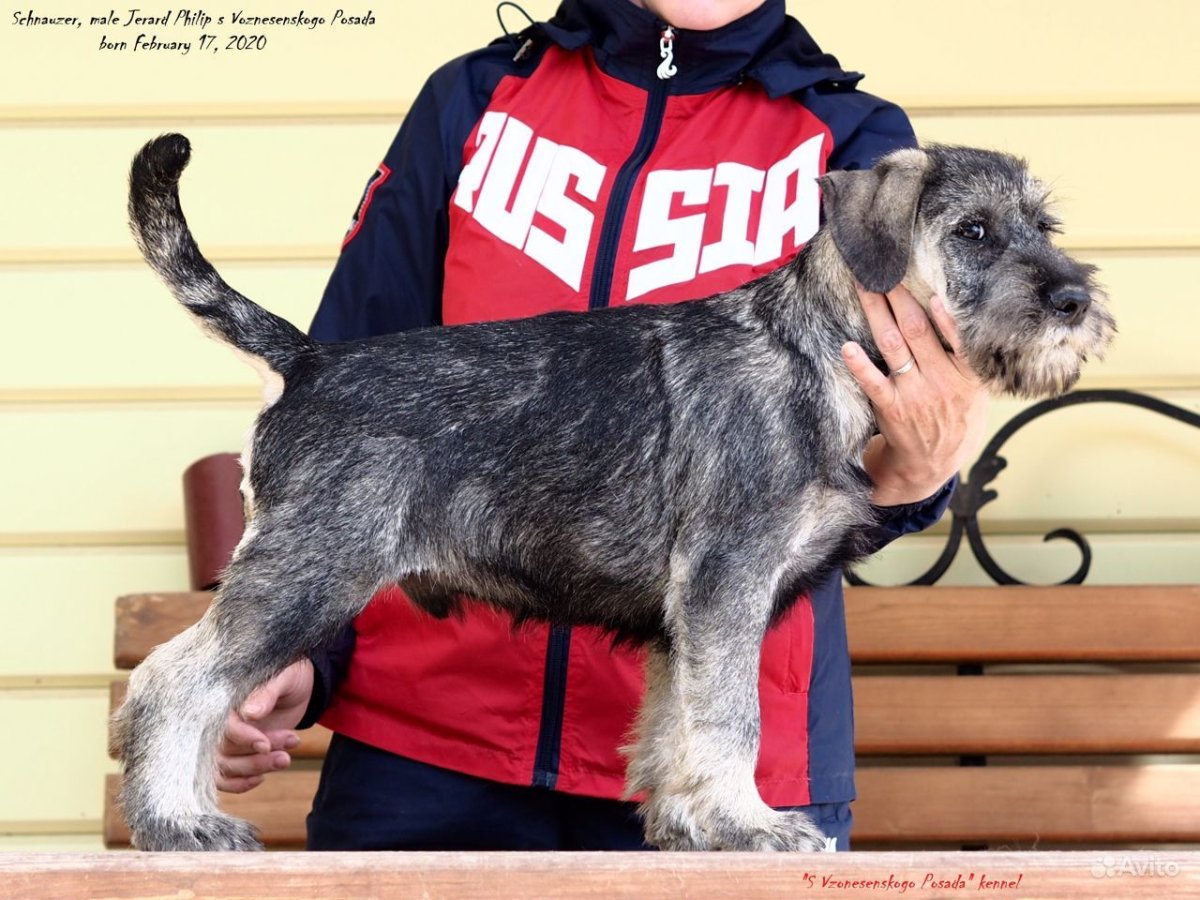 Японский шпиц и Цвергшнауцер