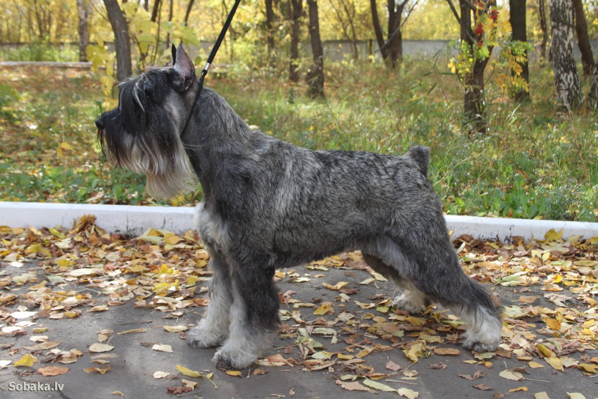 Альпен Тревел питомник шнауцеров СПБ