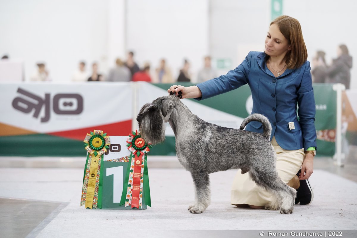 Цвергшнауцер карликовый шнауцер