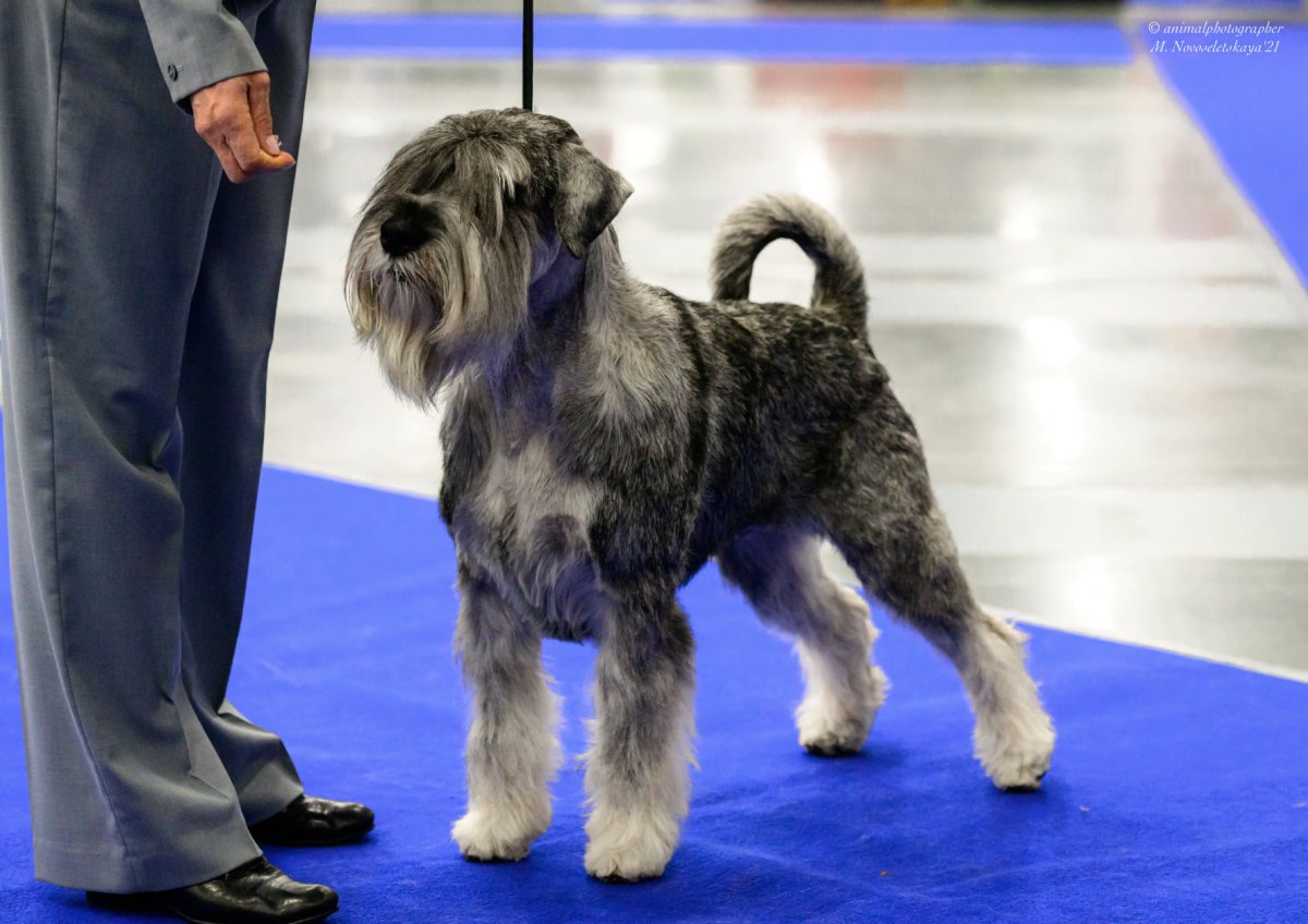 Щенки миттельшнауцера питомник