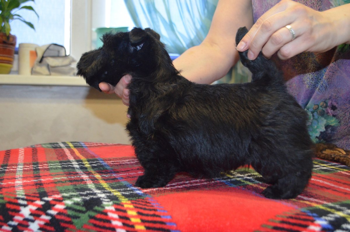 Цвергшнауцер мини