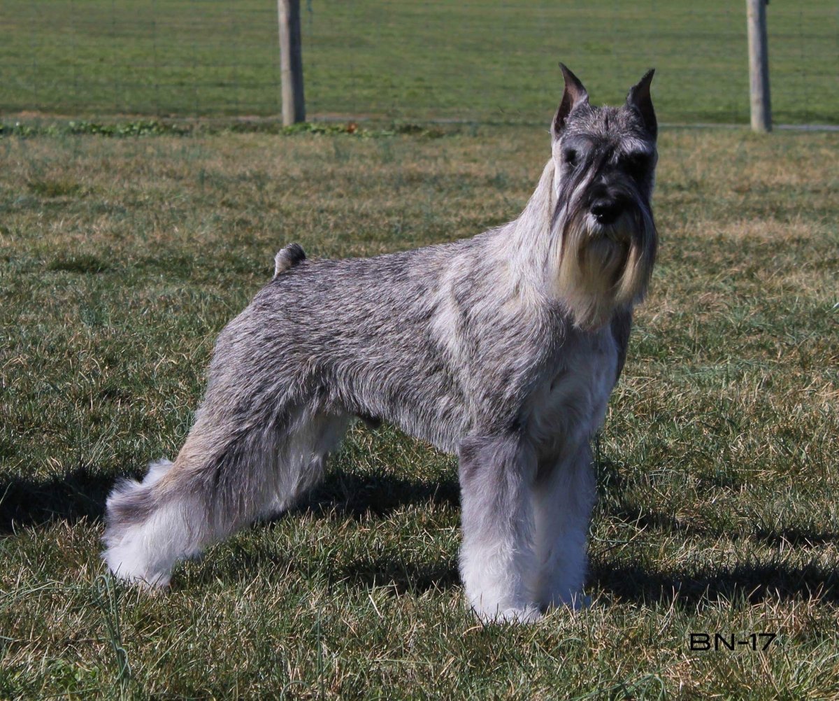 Миттельшнауцер Ланселот из града Катерин фото