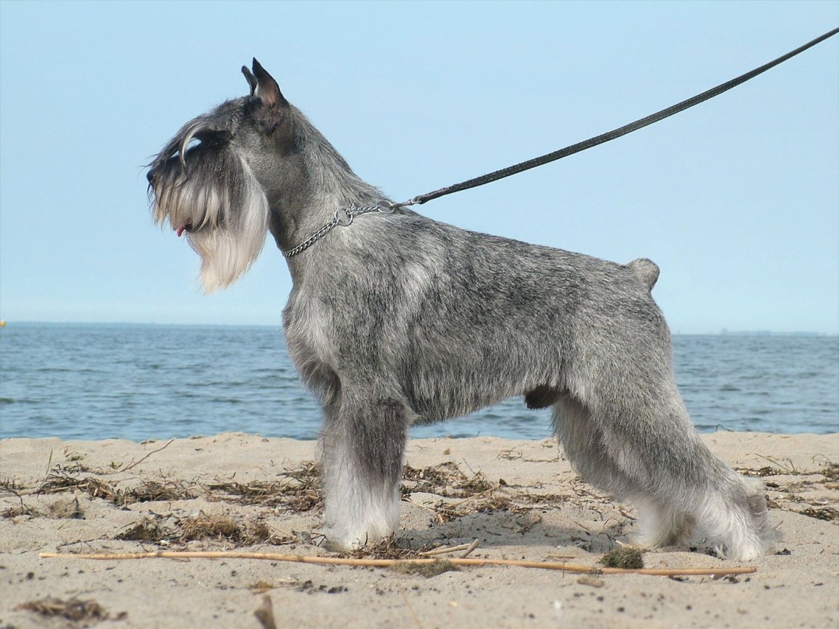 Щенки миттельшнауцера инвидиа Диос Деа дель Аморе