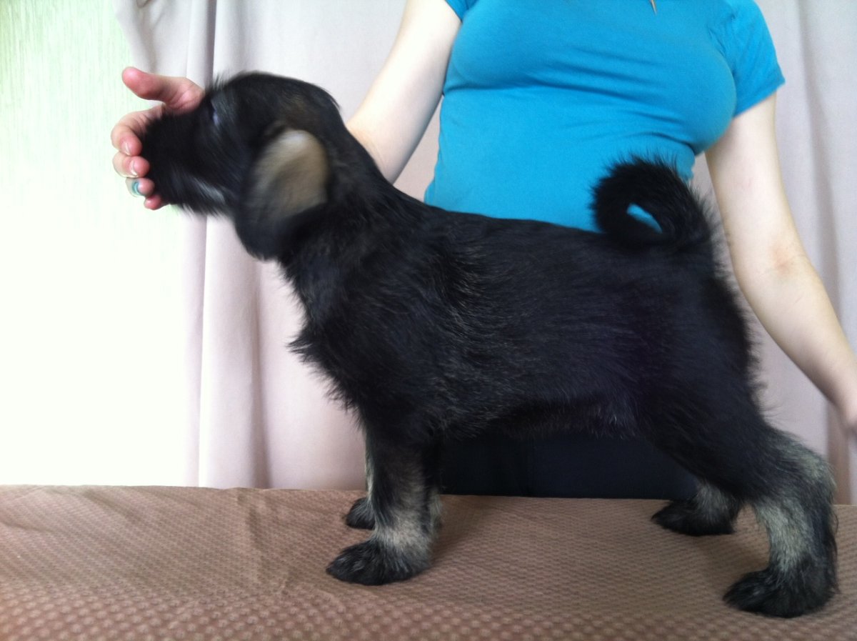 Питомник Марины Чаурской