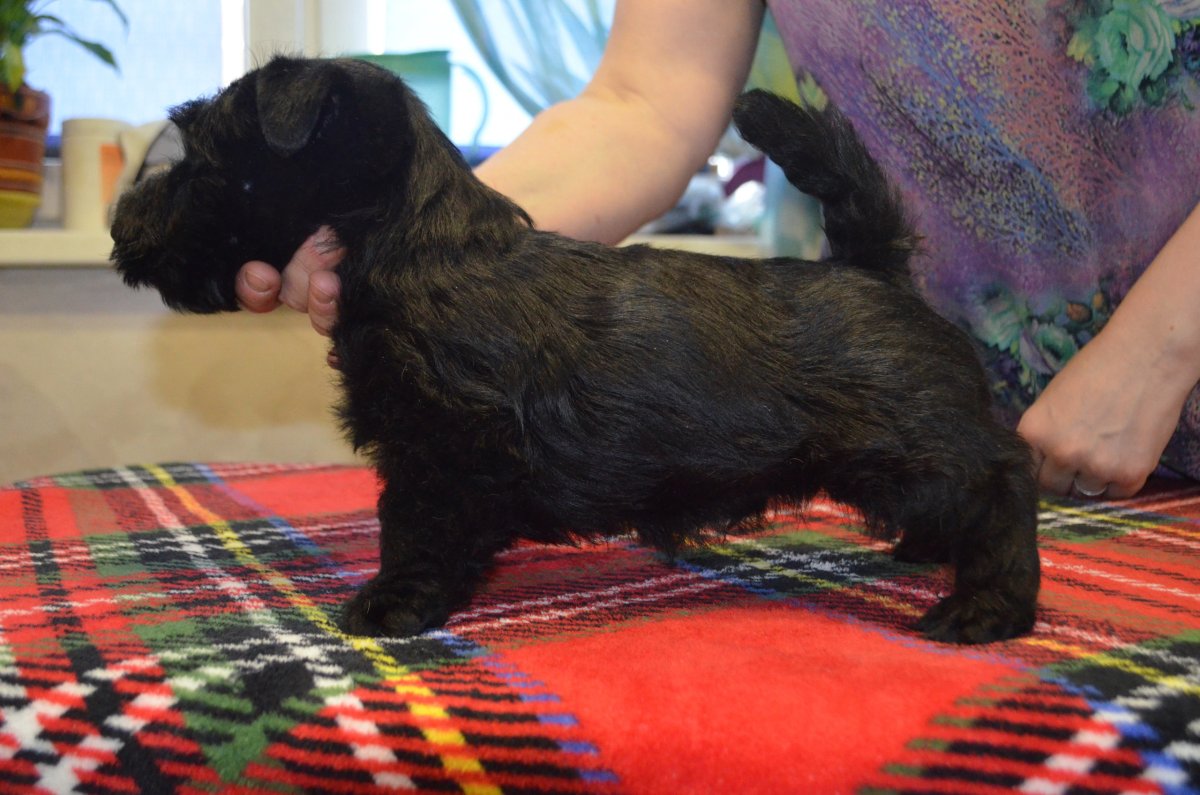 Шнауцеры в ринге выставки