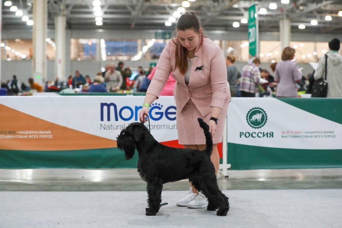 Вес щенка миттельшнауцера по месяцам таблица