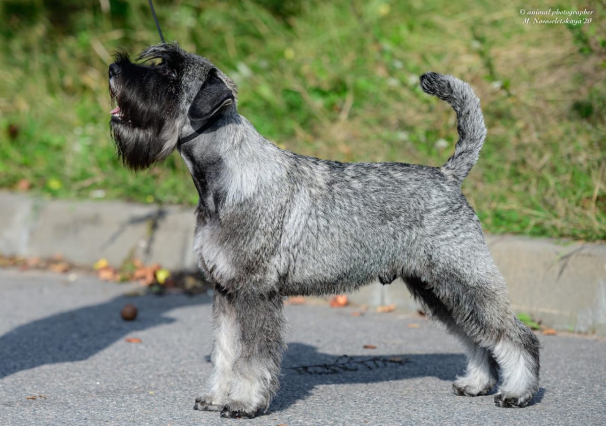 Цвингер шнауцер