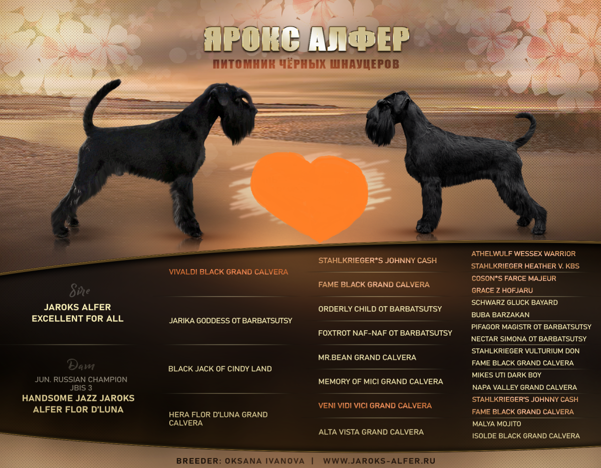 Гламар шнауцер