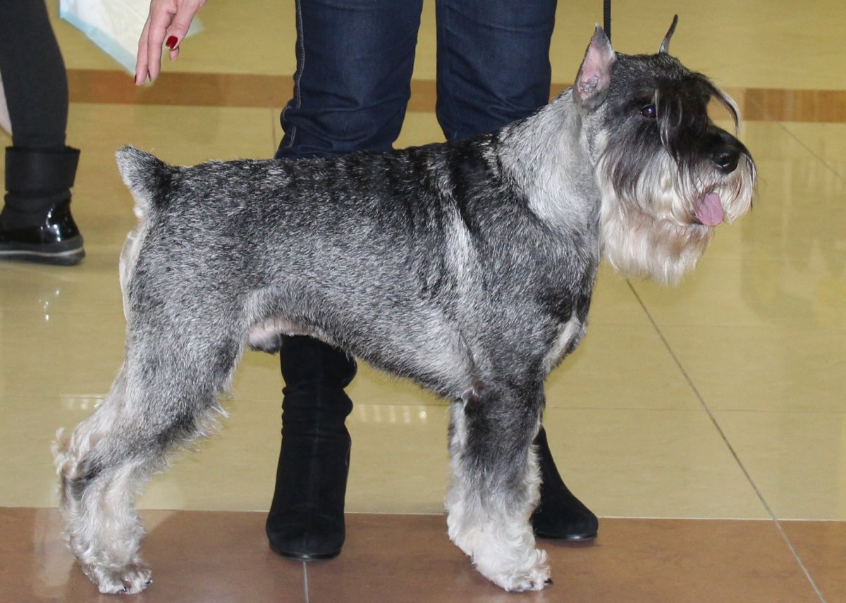 Миттельшнауцер стандарт