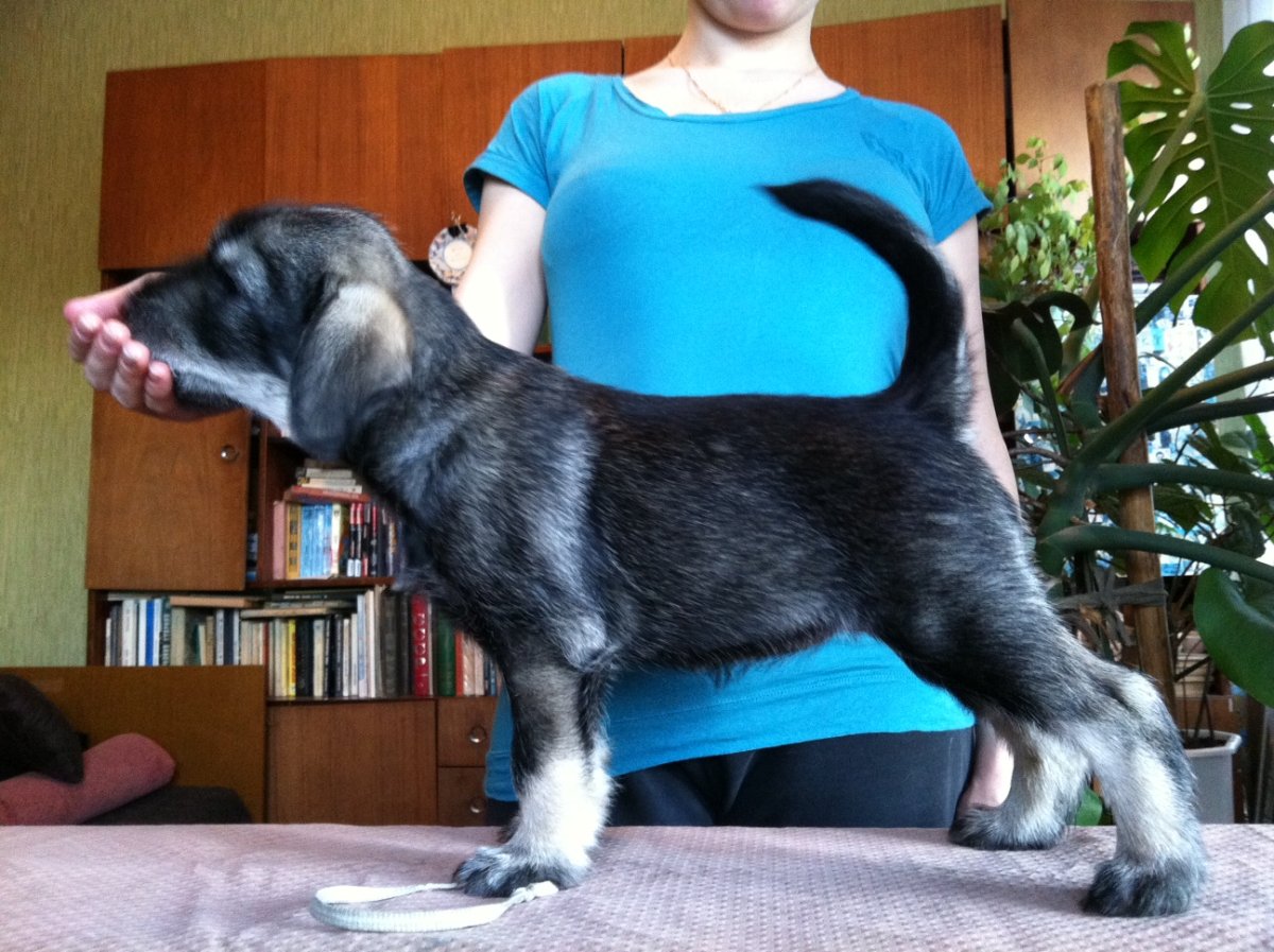 Ризер шнауцер серый