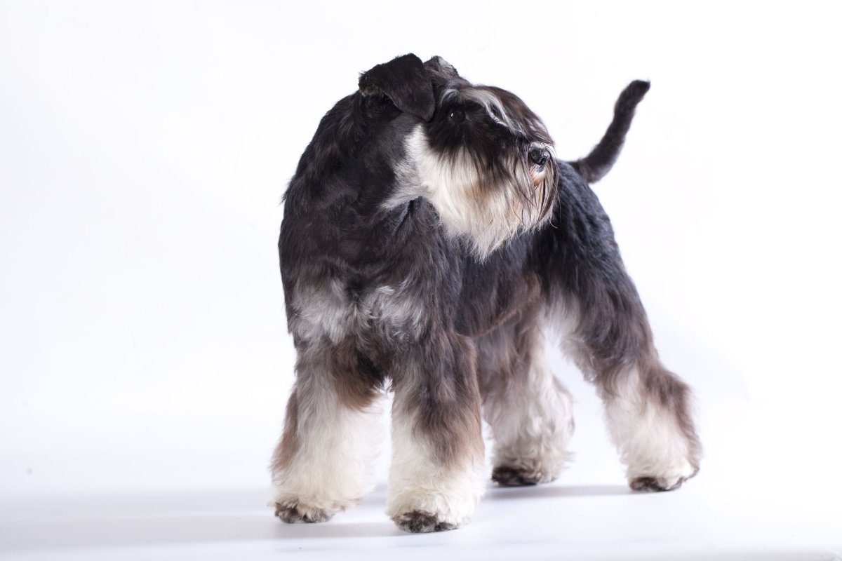 Эксперт на выставке собак