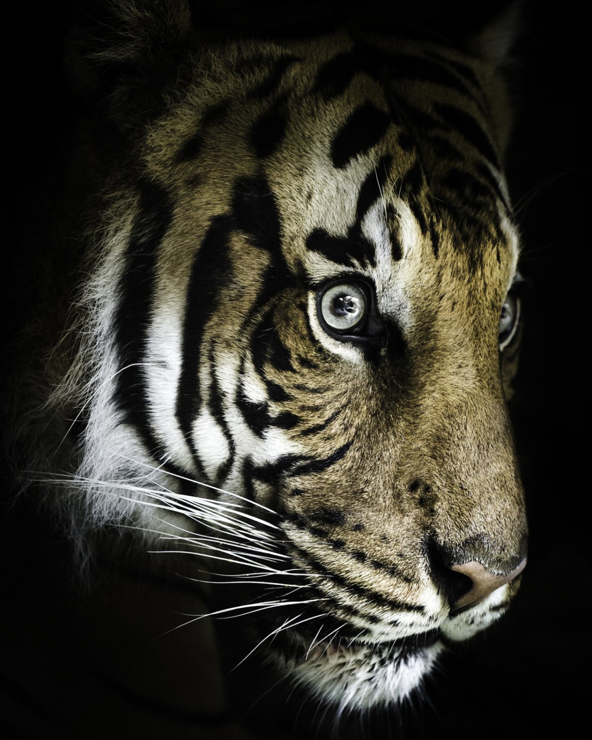 Тигрица фото на аватарку