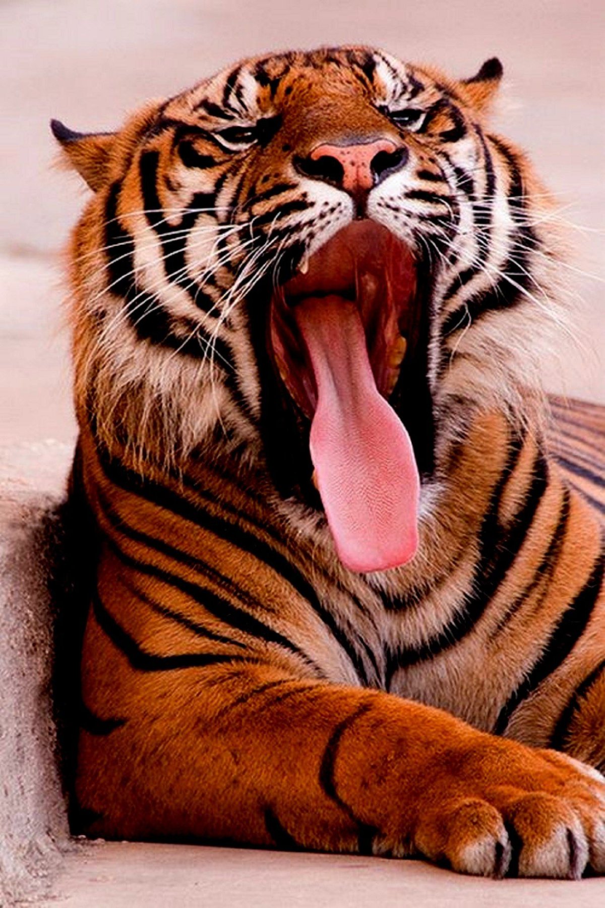 Бенгальск ф тигр