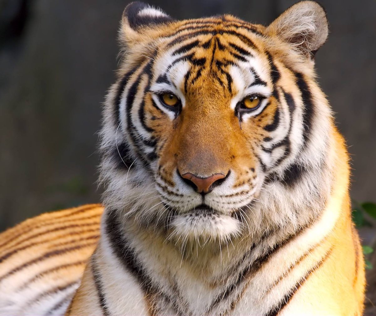 Взгляд хищника