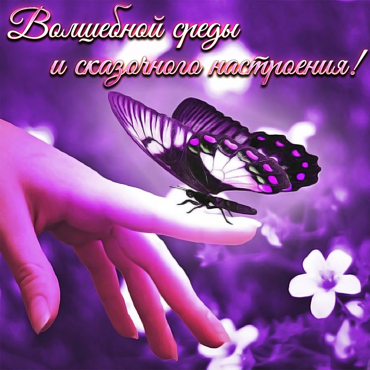 Красивые картинки вайбер. Бабочки. Бабочка фиолетовая. Фиолетовоебабочки. Сиреневые бабочки.