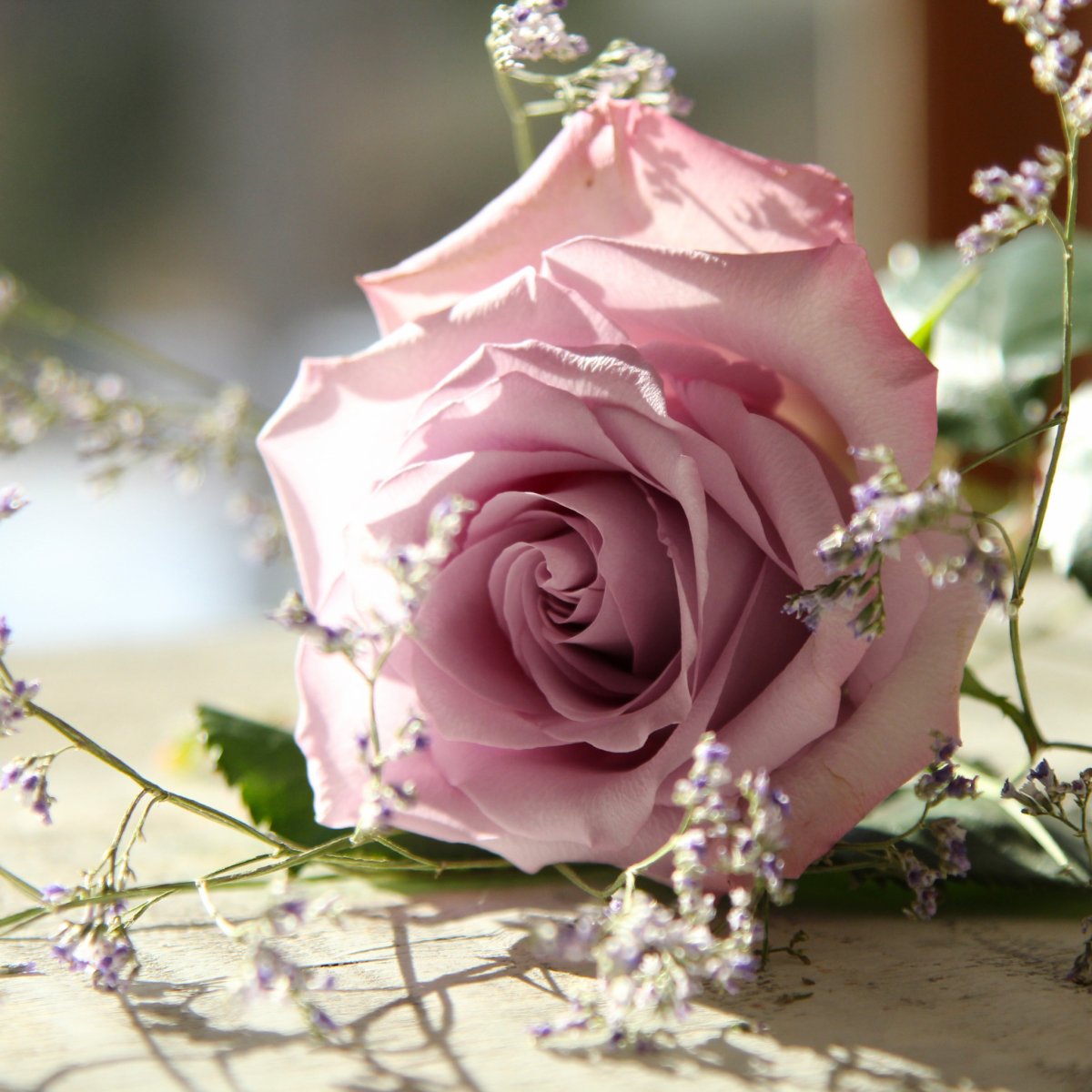 Пепельная роза