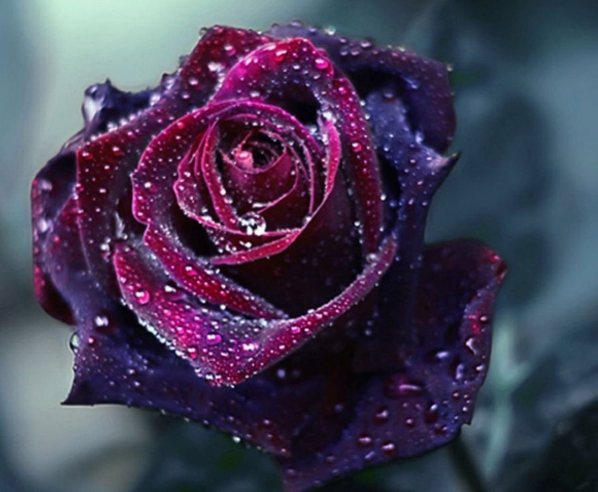 Цветы картинки