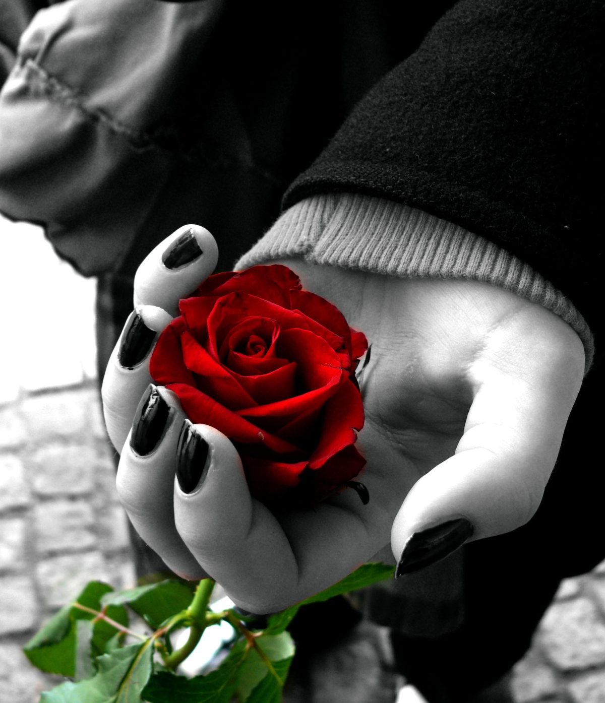 Роза плетистая голубая