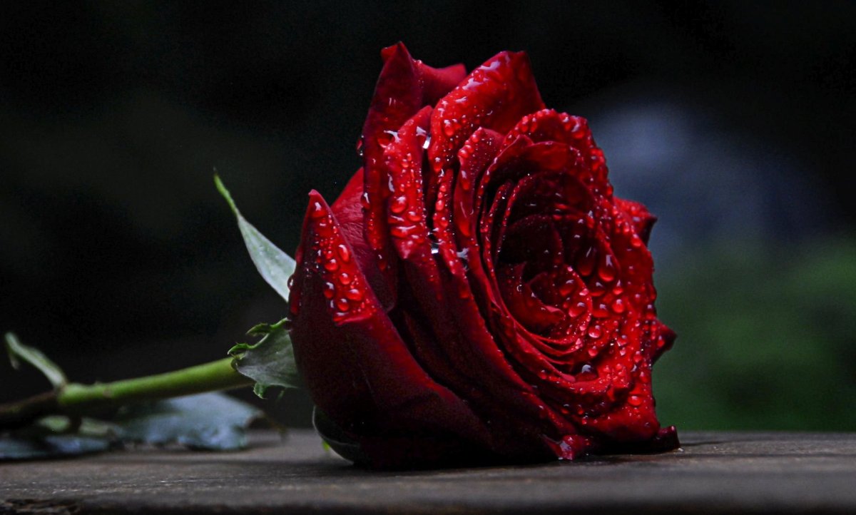 Бутон розы цветок